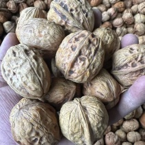 大凉山大优鲜核桃大量上市中可脱壳一件代发大量对接平台