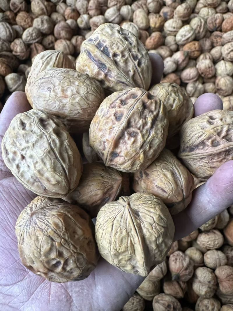大凉山大优鲜核桃大量上市中可脱壳一件代发大量对接平台