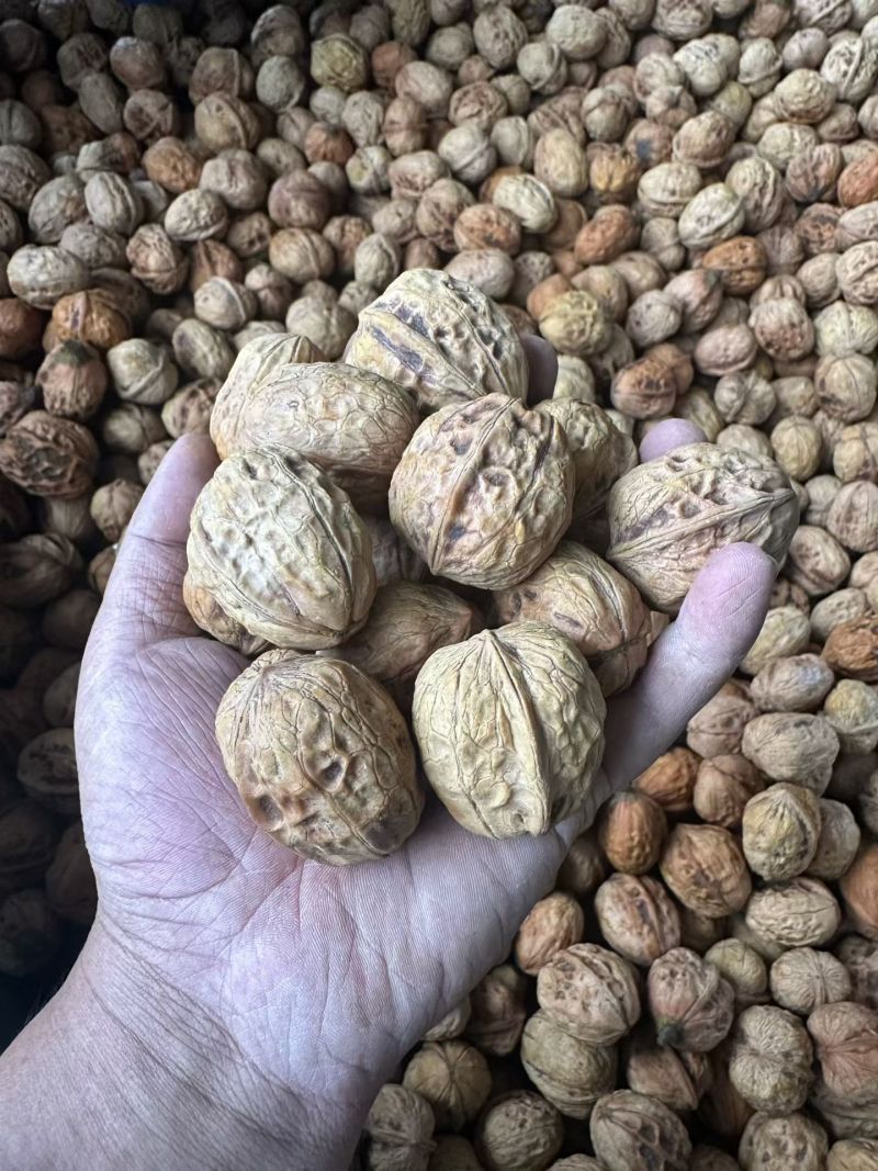 大凉山大优鲜核桃大量上市中可脱壳一件代发大量对接平台