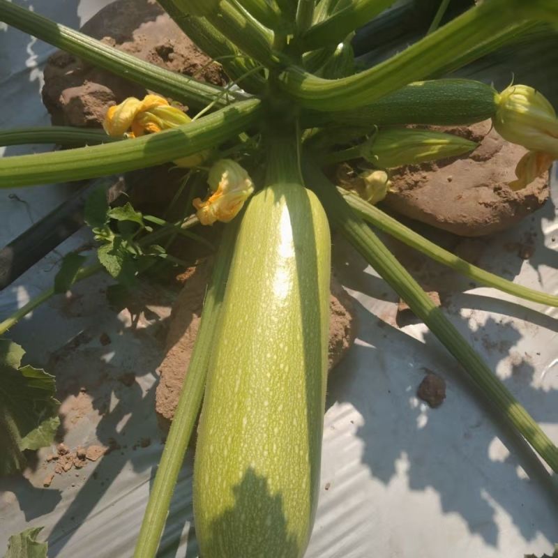 酷路泽荷兰引进耐热西葫芦种子早熟性好中大棵型根系强