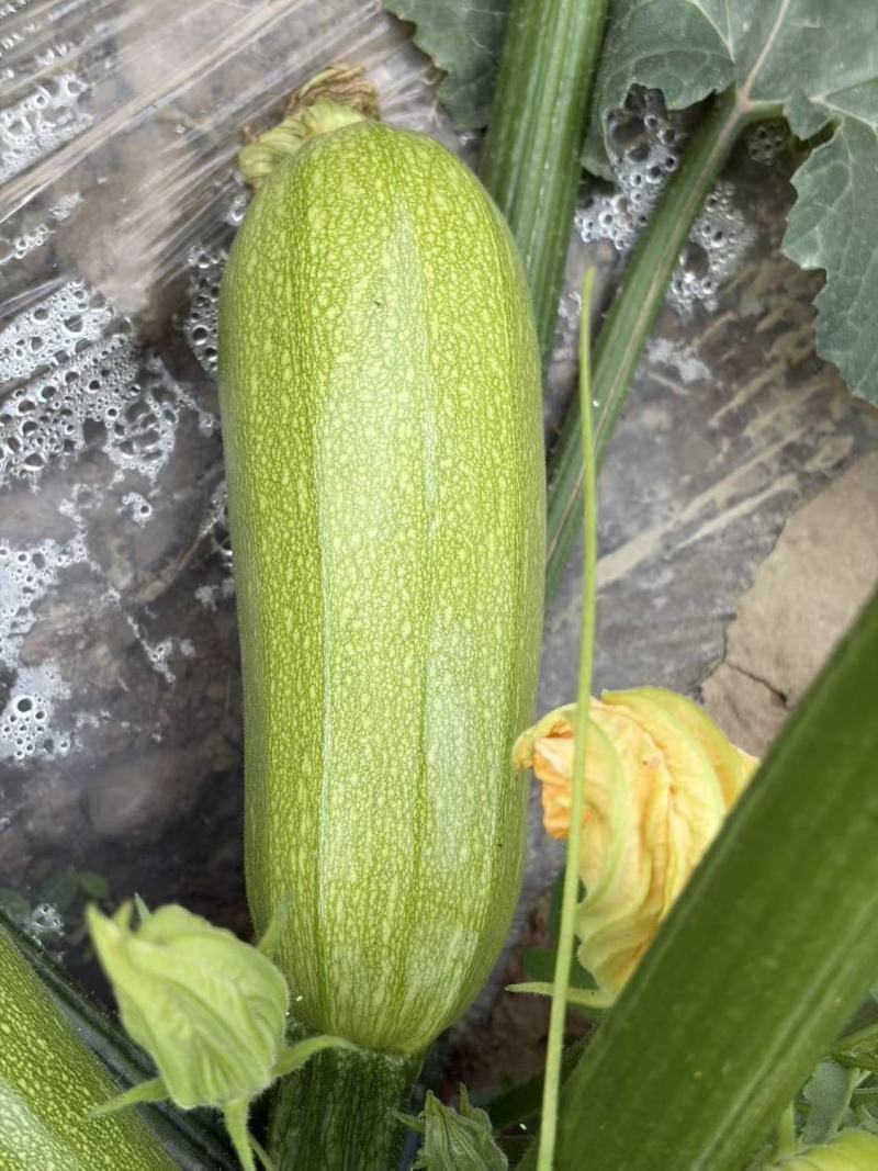 酷路泽荷兰引进耐热西葫芦种子早熟性好中大棵型根系强