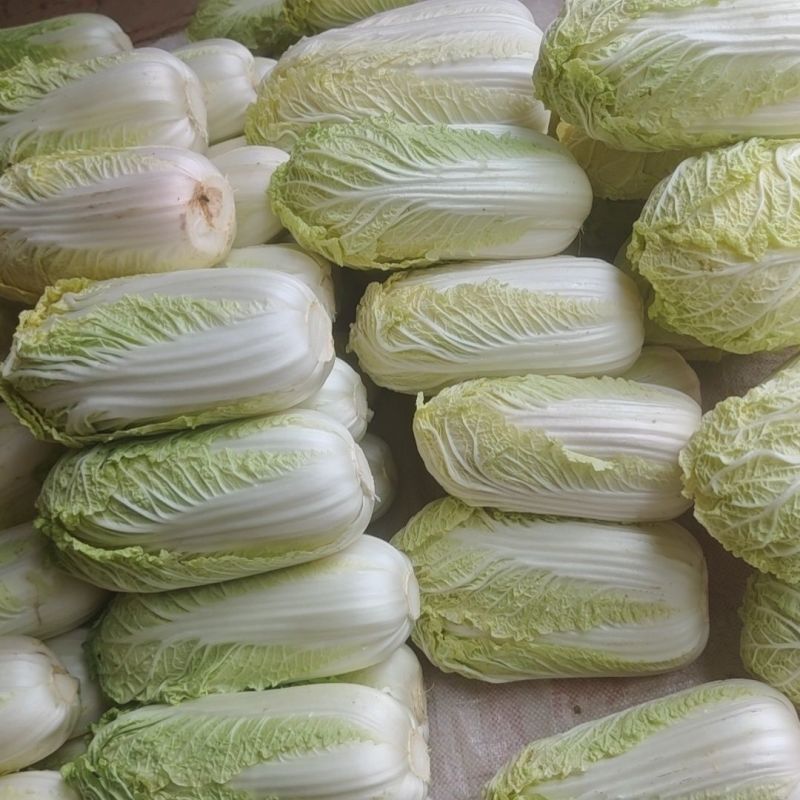 金童一号娃娃菜种子韩国引进一代杂交新型黄心娃娃菜小白菜种