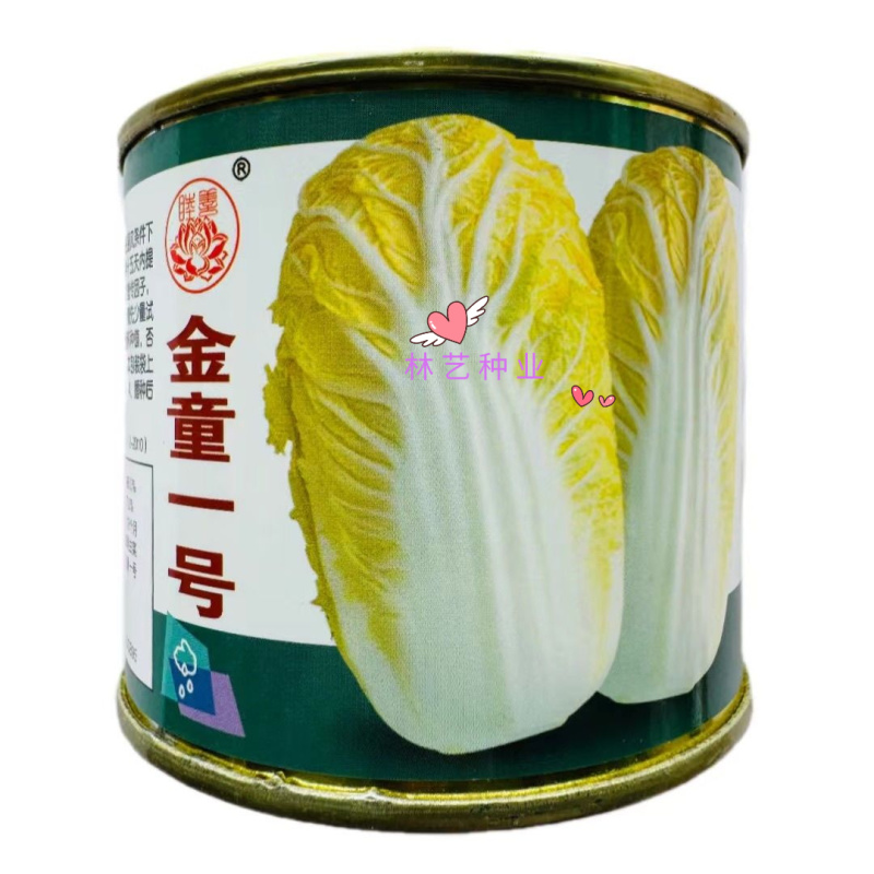 金童一号娃娃菜种子韩国引进一代杂交新型黄心娃娃菜小白菜种