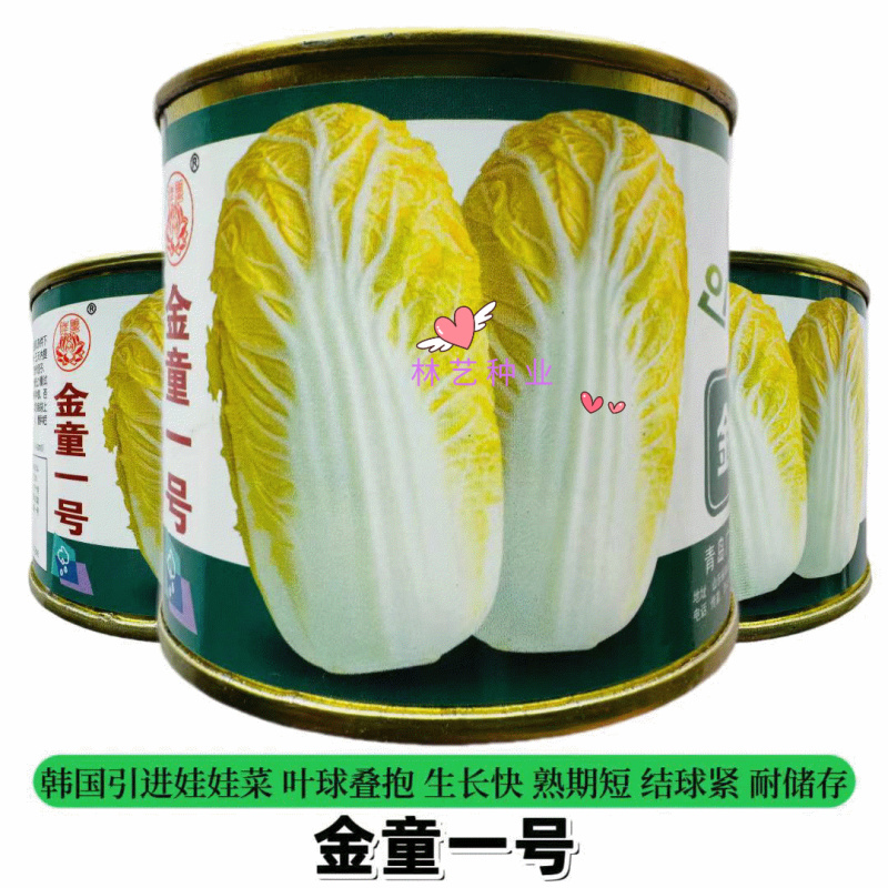 金童一号娃娃菜种子韩国引进一代杂交新型黄心娃娃菜小白菜种