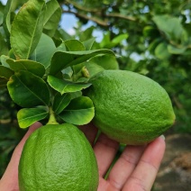 广东一手货源无籽爆香型香水柠檬，自有果场，源头工厂分选。