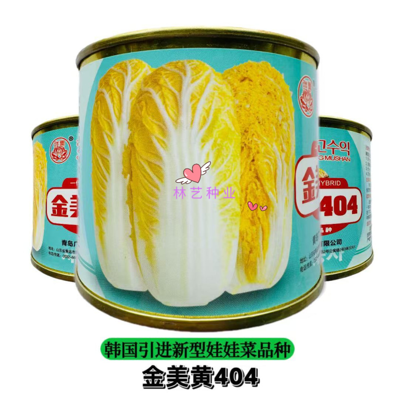 金美黄404娃娃菜种子一代杂交韩国进口高端春夏秋播白菜种