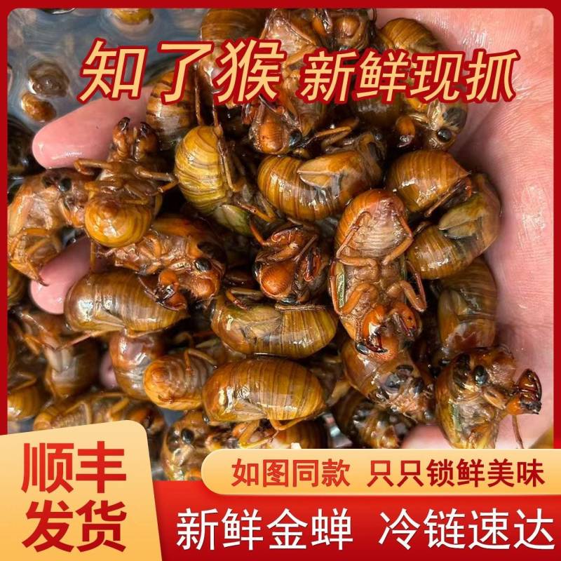 正宗山东大金蝉蝉对接全平台电商承接社区团购线下批发