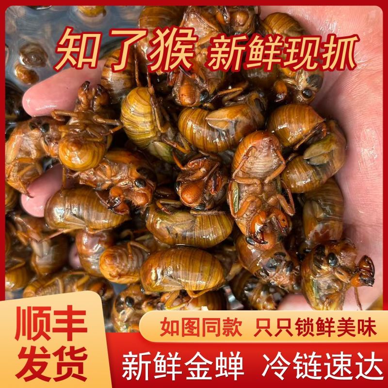正宗山东大金蝉蝉对接全平台电商承接社区团购线下批发