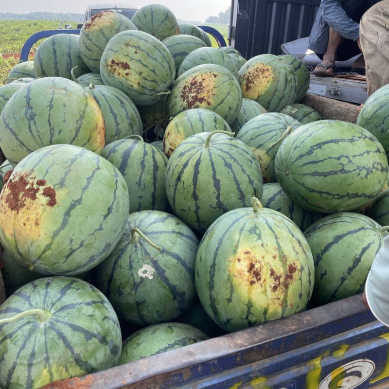各品类西瓜，头茬，成熟，每天有货，申请加微信联系