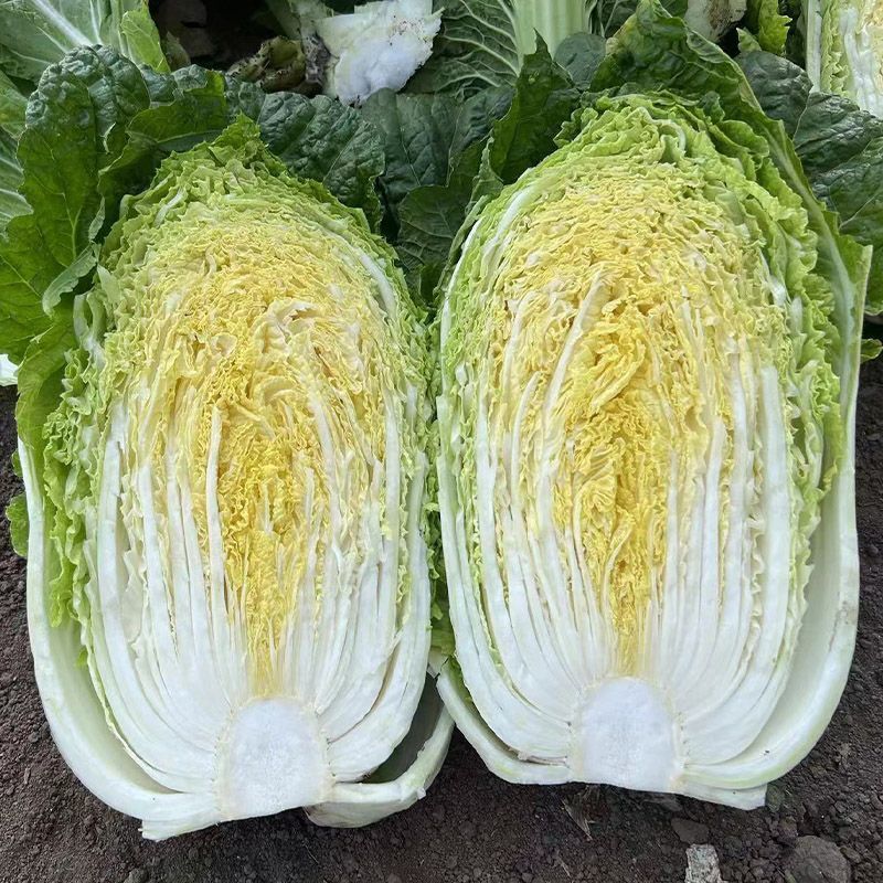 川禾CH玲珑黄心娃娃菜种子韩国进口早熟抗病大白菜种子