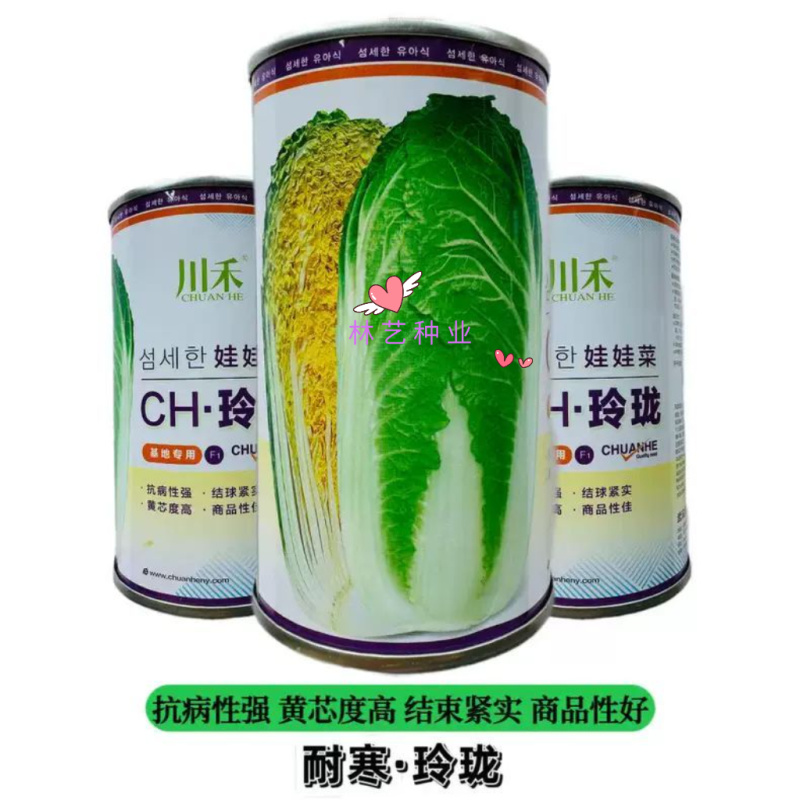 川禾CH玲珑黄心娃娃菜种子韩国进口早熟抗病大白菜种子