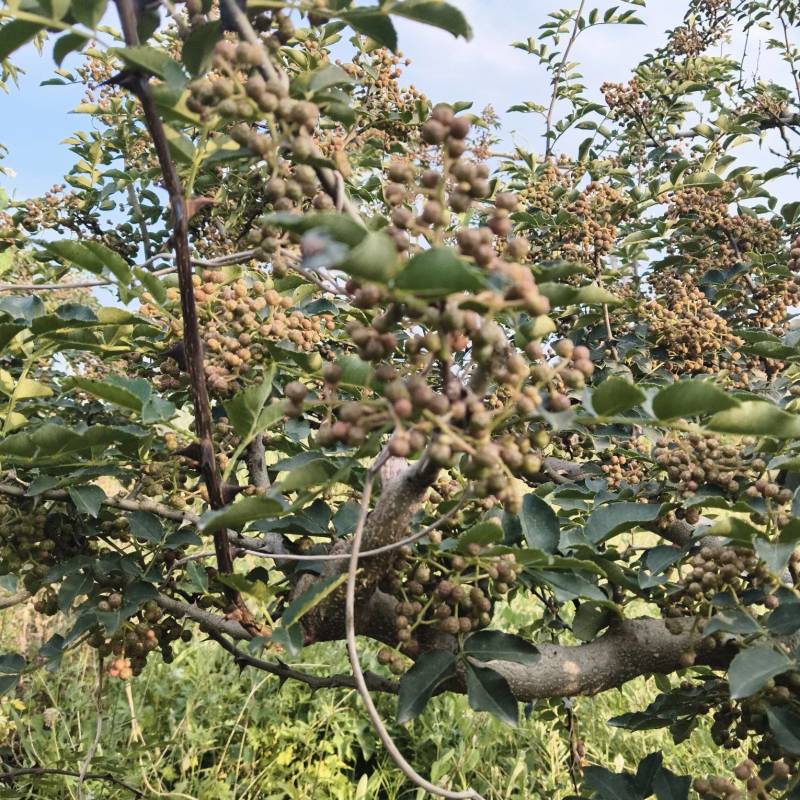 现摘湿花椒