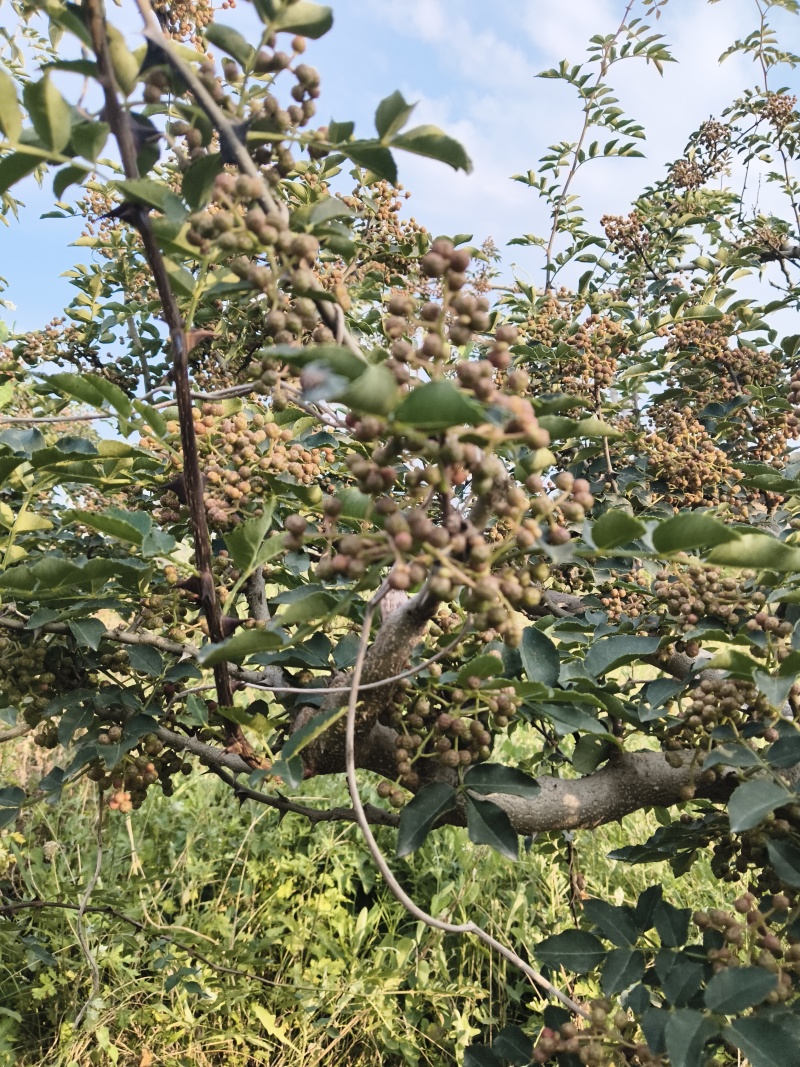 现摘湿花椒