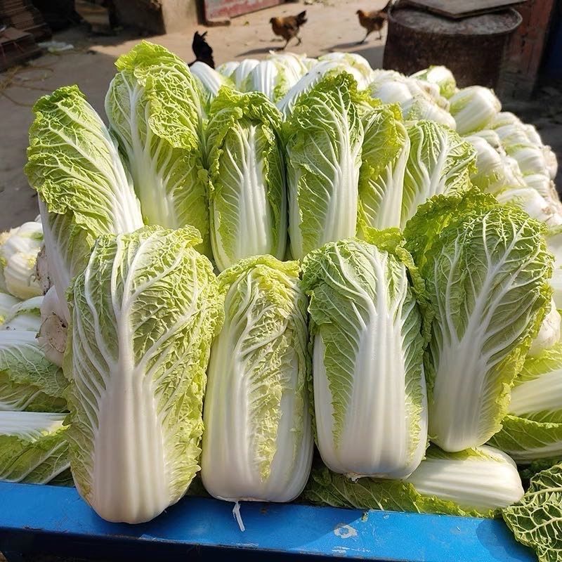 耐寒玲珑黄心娃娃种子杂交绿叶黄心口感好大白菜籽早熟抗病