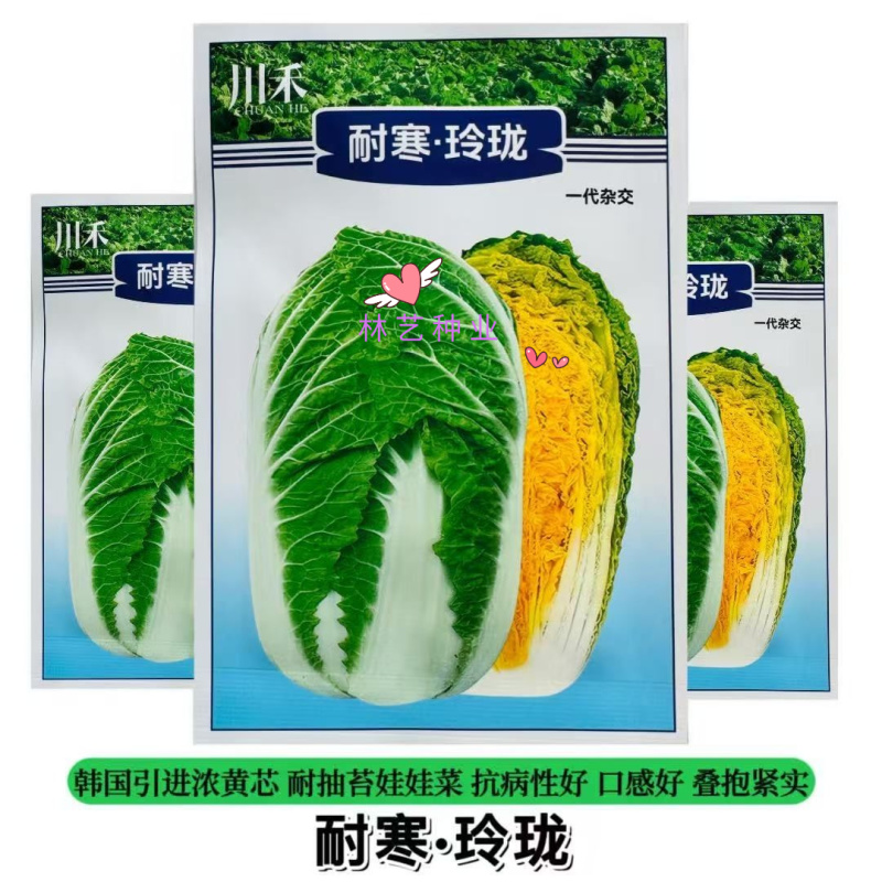 耐寒玲珑黄心娃娃种子杂交绿叶黄心口感好大白菜籽早熟抗病