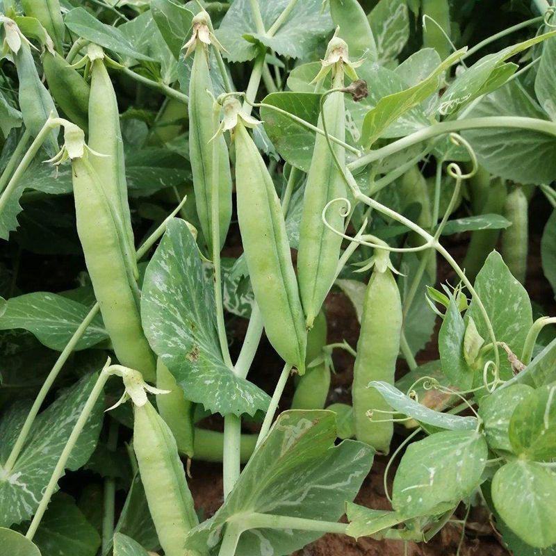 奇珍甜豌豆种子新引进软荚水果甜豌豆早熟甜脆产量高抗病性好