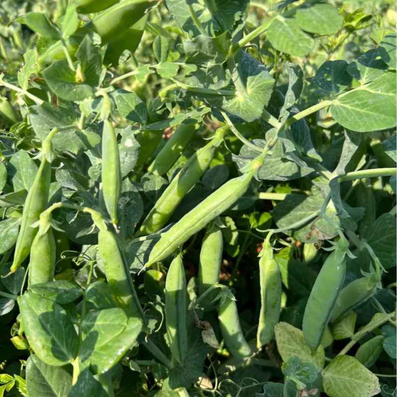 奇珍甜豌豆种子新引进软荚水果甜豌豆早熟甜脆产量高抗病性好