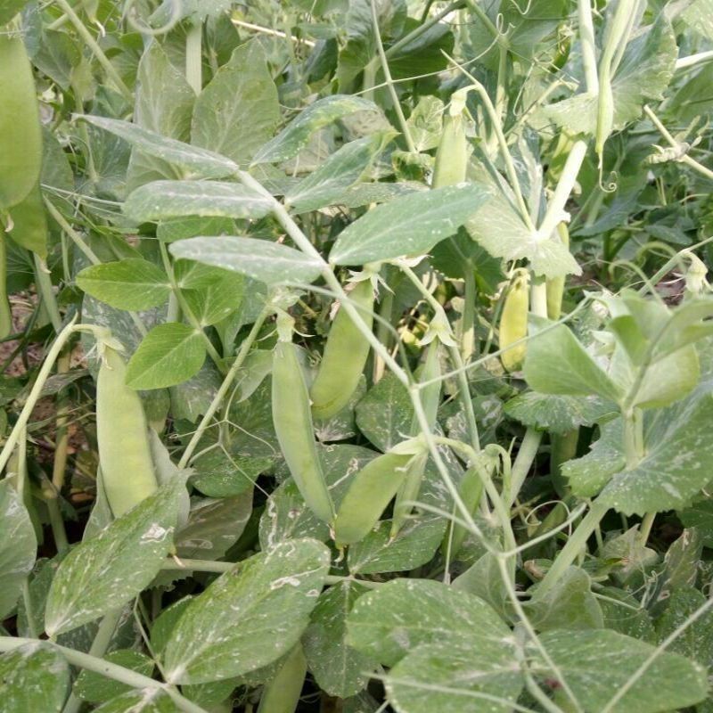 奇珍甜豌豆种子新引进软荚水果甜豌豆早熟甜脆产量高抗病性好