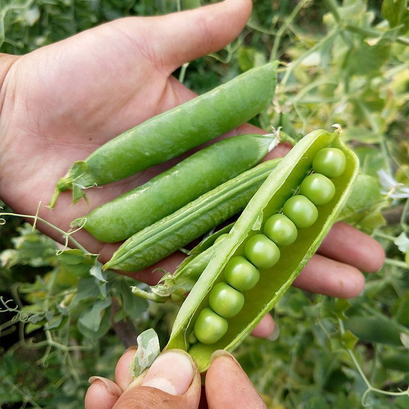 奇珍甜豌豆种子新引进软荚水果甜豌豆早熟甜脆产量高抗病性好