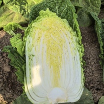 泽鸿兴456黄芯白菜种子叶球叠抱直筒形杂交抗病秋播60天