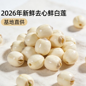 江西新鲜去心白莲，产地直供全国商超档口批发平台一件代发