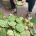 江西新鲜去心白莲，产地直供全国商超档口批发平台一件代发