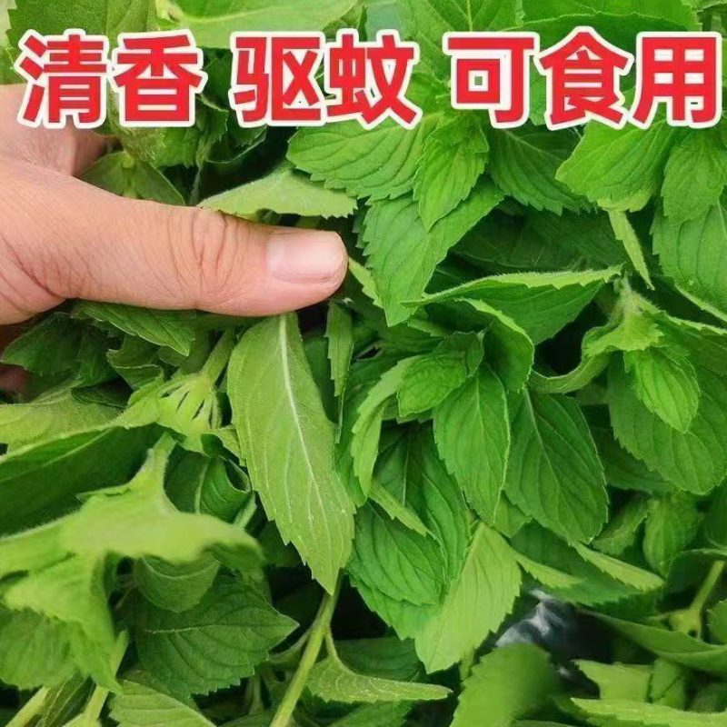 新鲜野生薄荷可食用香土薄荷叶商用装饰调酒奶茶烘焙摆盘留兰