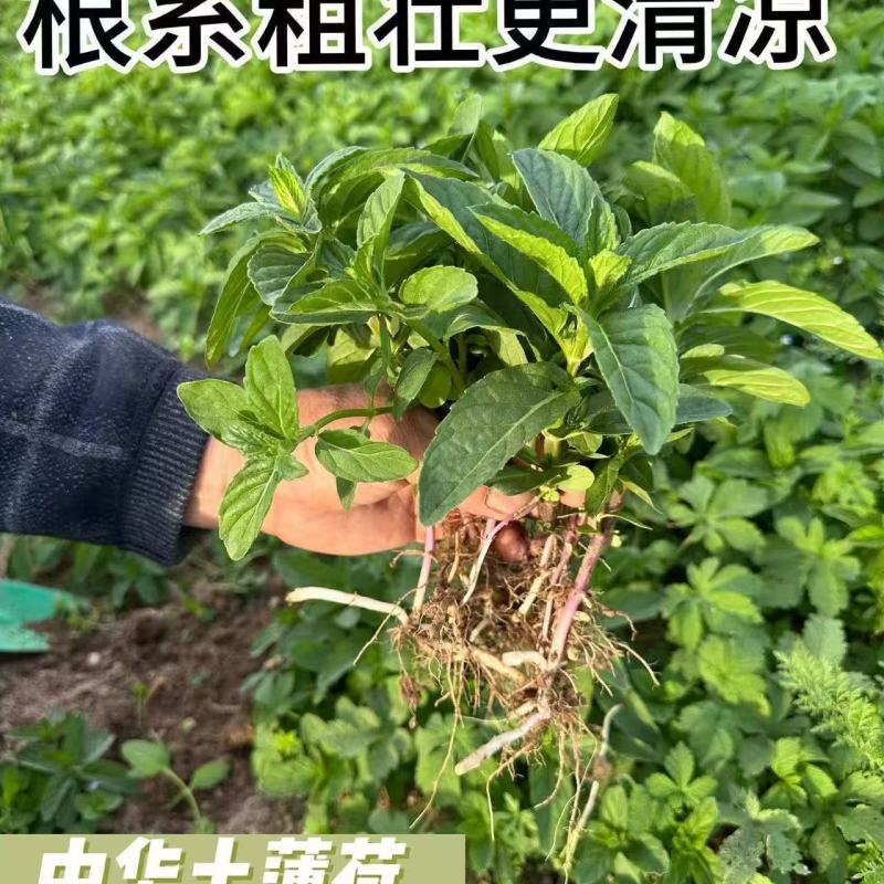 新鲜野生薄荷可食用香土薄荷叶商用装饰调酒奶茶烘焙摆盘留兰