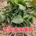 新鲜野生薄荷可食用香土薄荷叶商用装饰调酒奶茶烘焙摆盘留兰
