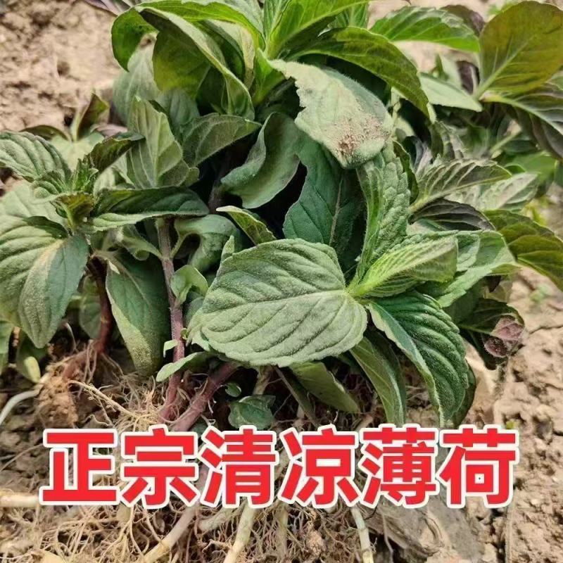 新鲜野生薄荷可食用香土薄荷叶商用装饰调酒奶茶烘焙摆盘留兰
