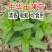 新鲜野生薄荷可食用香土薄荷叶商用装饰调酒奶茶烘焙摆盘留兰