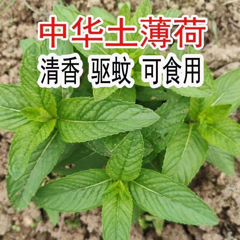 新鲜野生薄荷可食用香土薄荷叶商用装饰调酒奶茶烘焙摆盘留兰