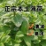 新鲜野生薄荷可食用香土薄荷叶商用装饰调酒奶茶烘焙摆盘留兰