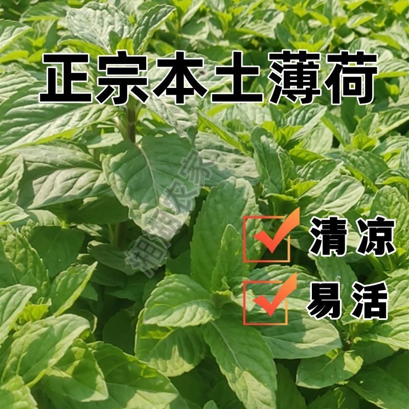 新鲜野生薄荷可食用香土薄荷叶商用装饰调酒奶茶烘焙摆盘留兰