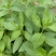 新鲜野生薄荷可食用香土薄荷叶商用装饰调酒奶茶烘焙摆盘留兰