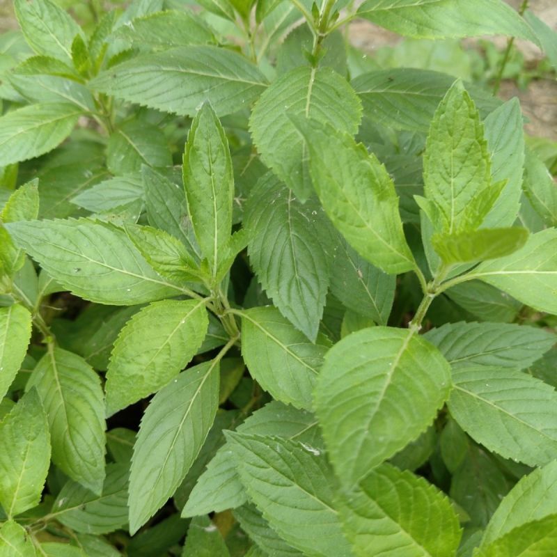 新鲜野生薄荷可食用香土薄荷叶商用装饰调酒奶茶烘焙摆盘留兰
