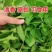 新鲜野生薄荷可食用香土薄荷叶商用装饰调酒奶茶烘焙摆盘留兰