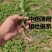 新鲜野生薄荷可食用香土薄荷叶商用装饰调酒奶茶烘焙摆盘留兰