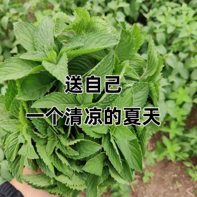 新鲜野生薄荷可食用香土薄荷叶商用装饰调酒奶茶烘焙摆盘留兰