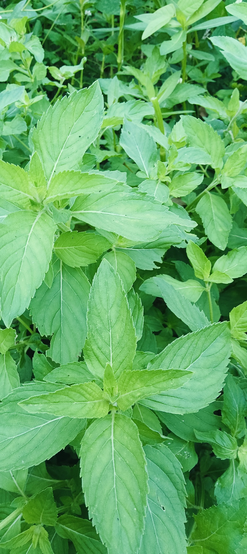 新鲜野生薄荷可食用香土薄荷叶商用装饰调酒奶茶烘焙摆盘留兰