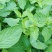 新鲜野生薄荷可食用香土薄荷叶商用装饰调酒奶茶烘焙摆盘留兰
