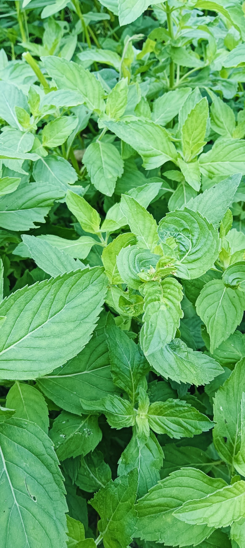 新鲜野生薄荷可食用香土薄荷叶商用装饰调酒奶茶烘焙摆盘留兰