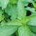 新鲜野生薄荷可食用香土薄荷叶商用装饰调酒奶茶烘焙摆盘留兰