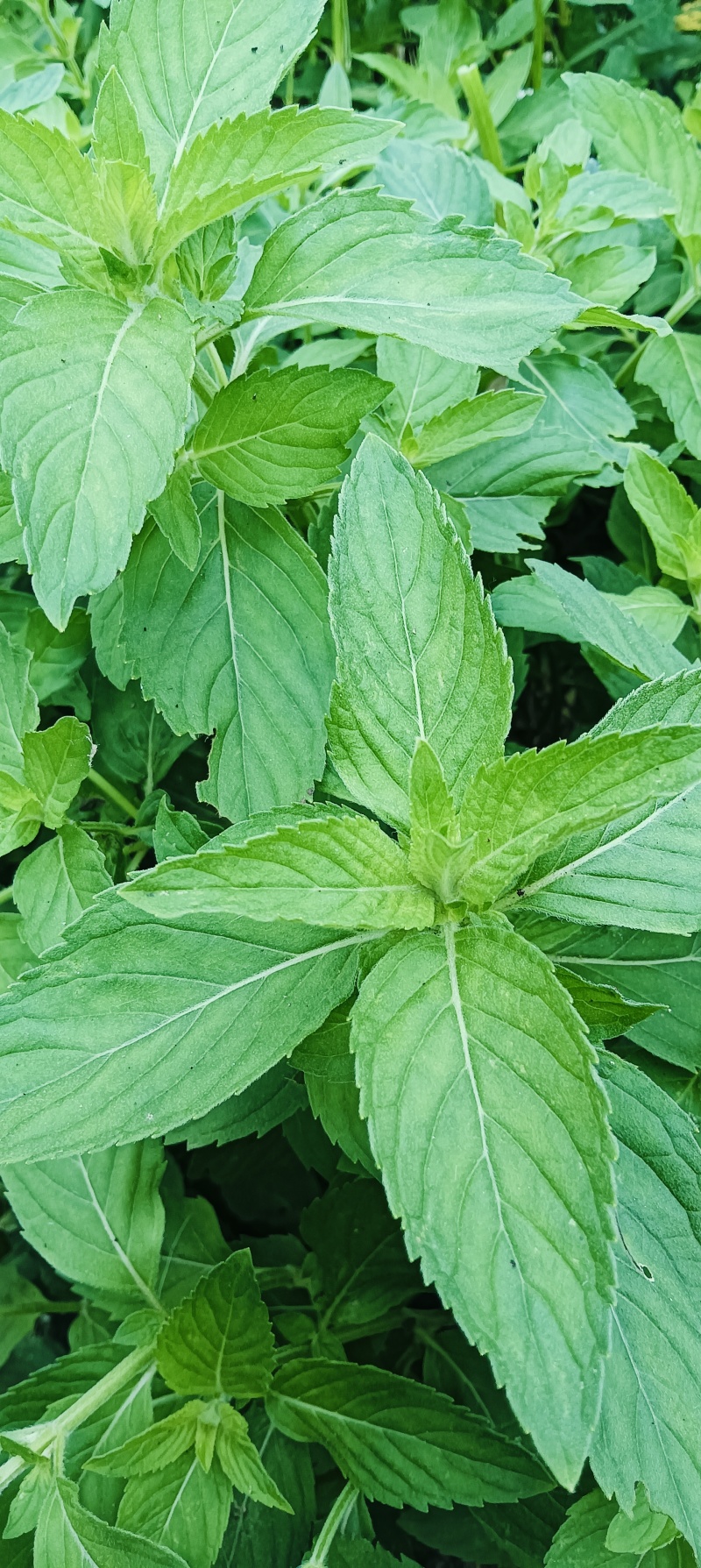 新鲜野生薄荷可食用香土薄荷叶商用装饰调酒奶茶烘焙摆盘留兰