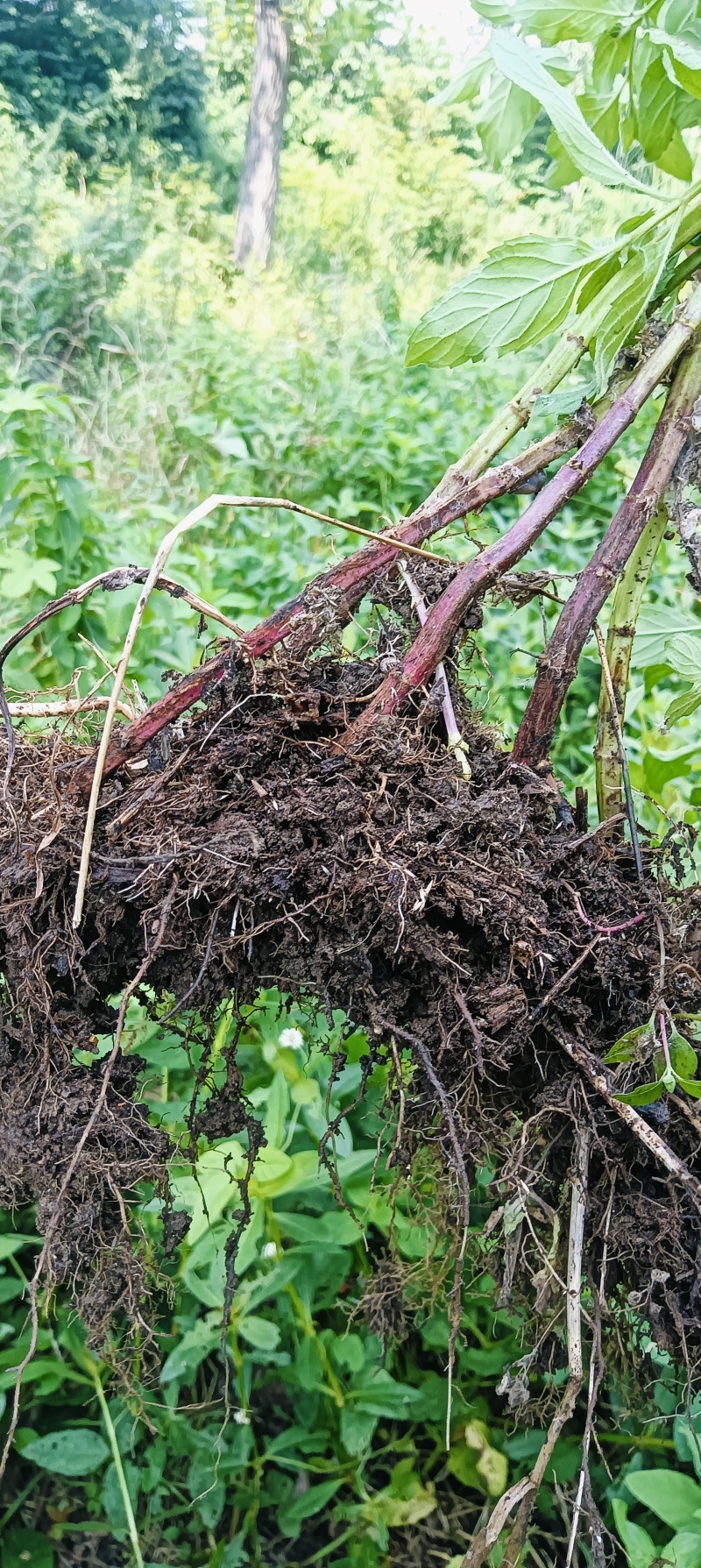 新鲜野生薄荷可食用香土薄荷叶商用装饰调酒奶茶烘焙摆盘留兰