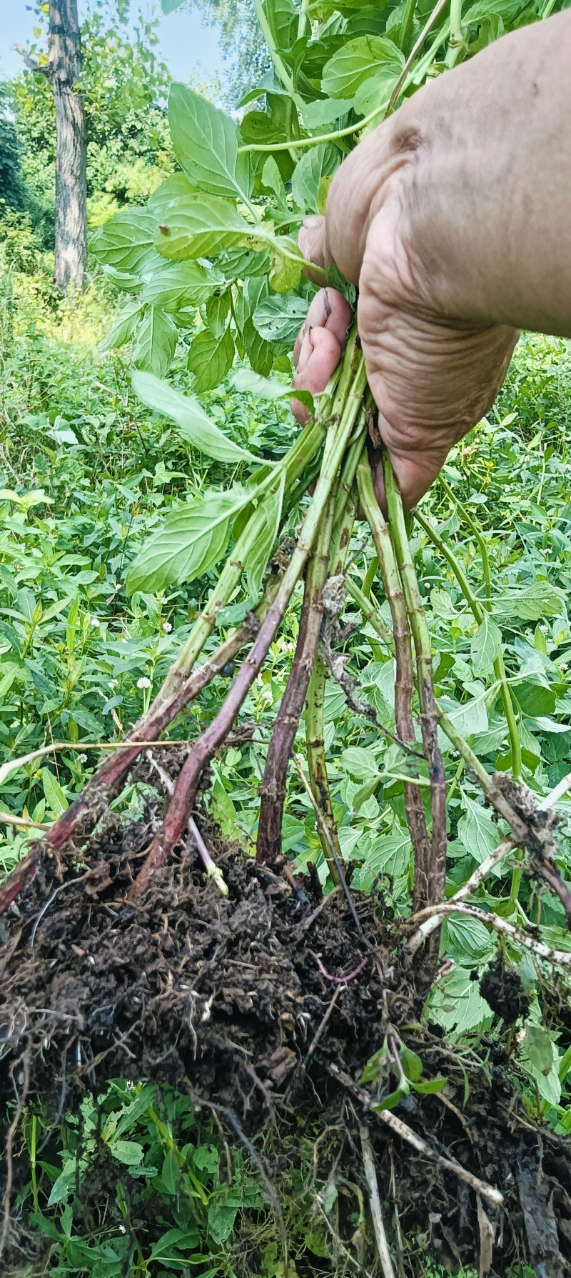 新鲜野生薄荷可食用香土薄荷叶商用装饰调酒奶茶烘焙摆盘留兰