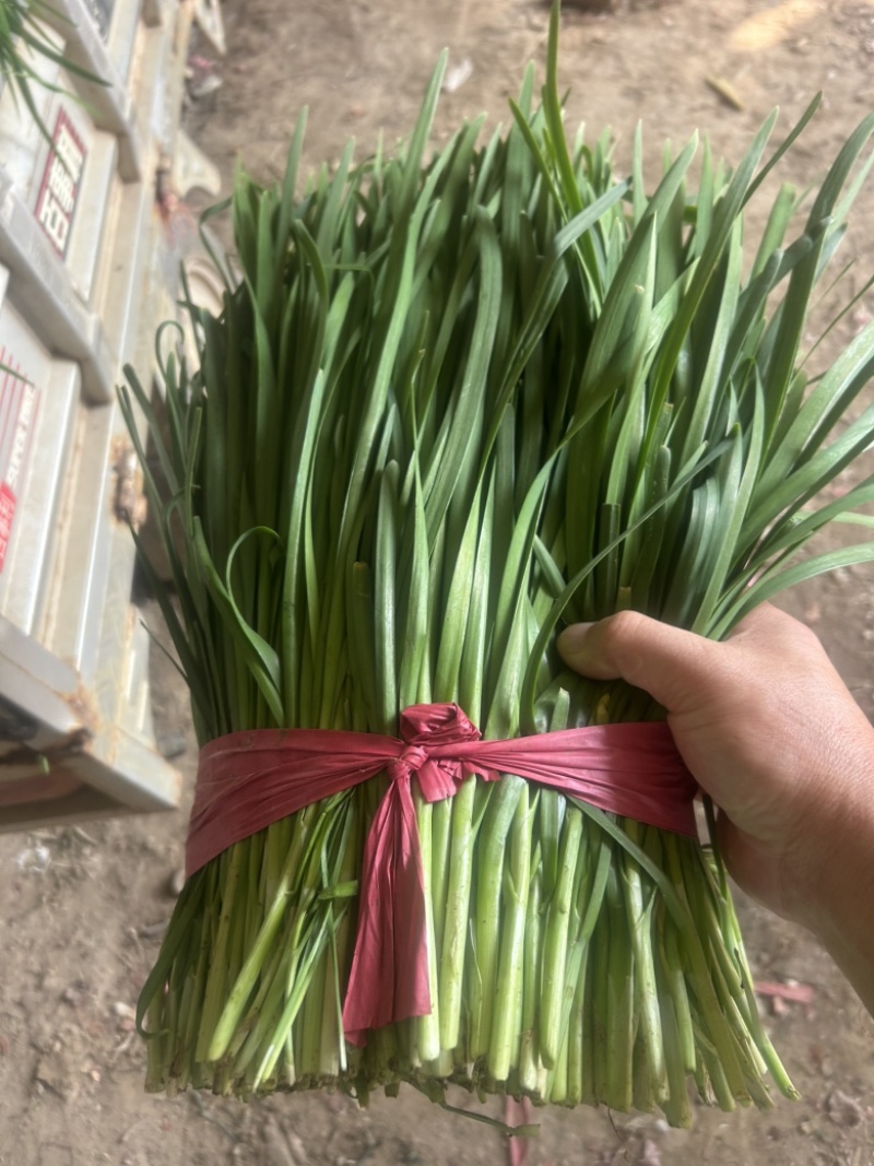 露地韭菜大量上市中，质量好，价格低。