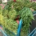 露地韭菜大量上市中，质量好，价格低。