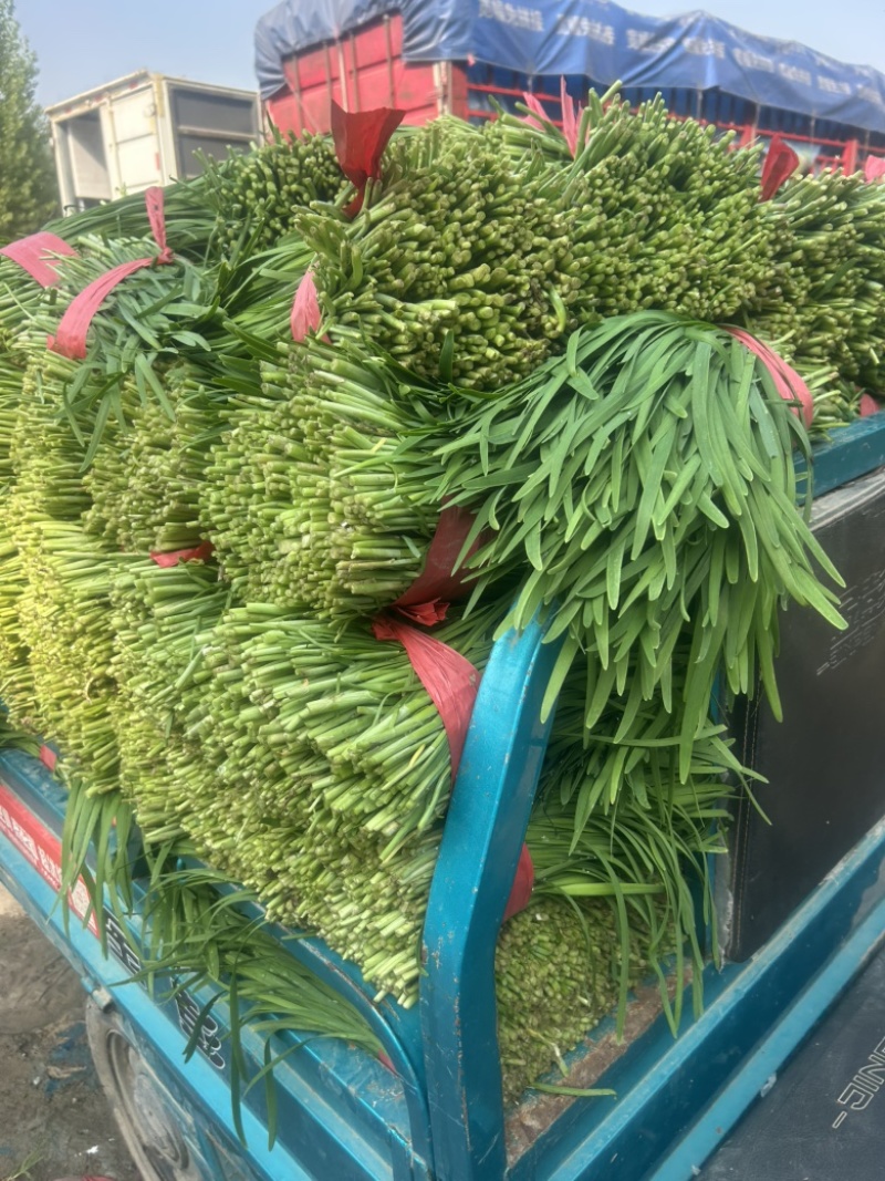 露地韭菜大量上市中，质量好，价格低。