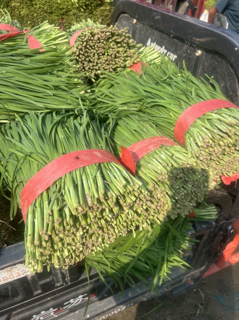 露地韭菜大量上市中，质量好，价格低。